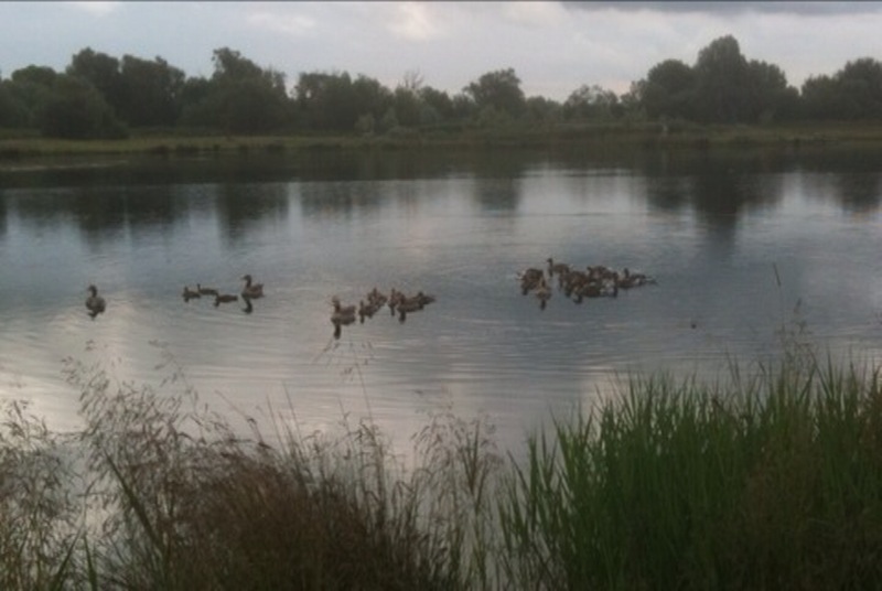 By popular demand ... Goosewatch ... from Stanwick Lakes - Page 2 Mobile10