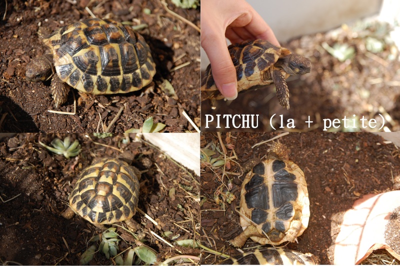 Besoin de vos conseils pour 2 tortues Pitchu11