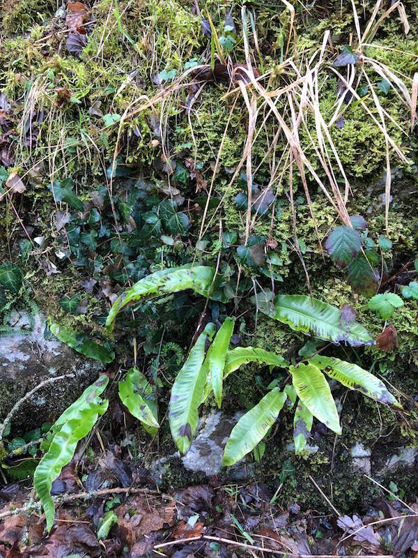 Quelques fleurs (et autres chamois) bisontines (ins) (MàJ) 2018-021