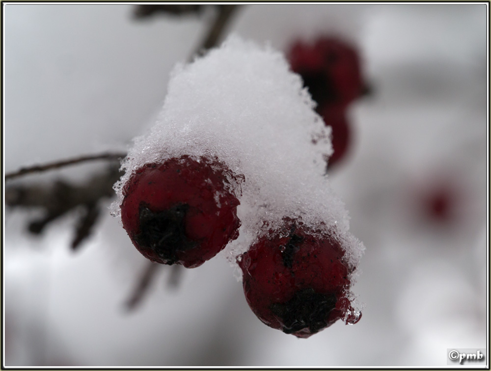 Il neige en Provence ! (avec quelques fleurs) 2018-088