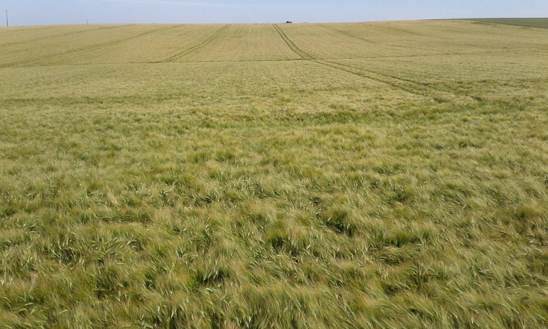 escourgeon étincel 20180610