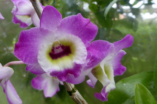 Dendrobium nobile hybride 14-02-13