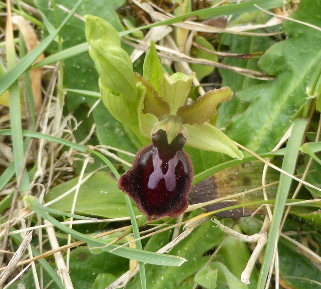 Ophrys sphegodes 14-04-10