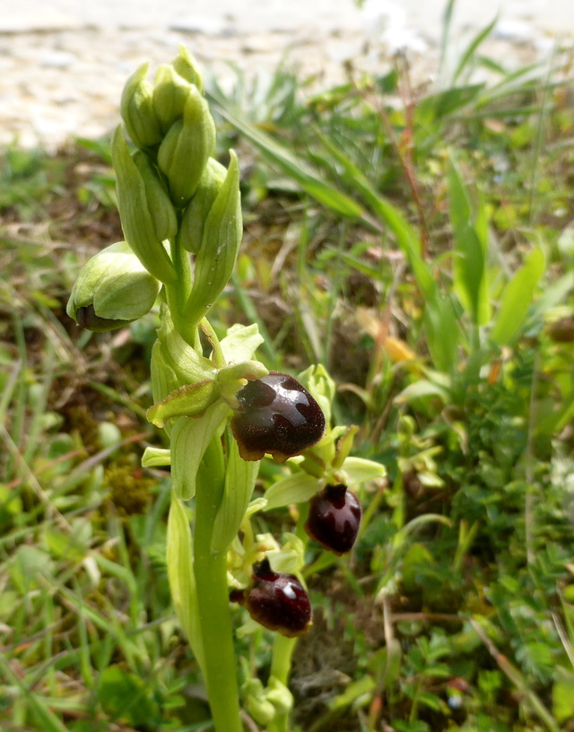 Ophrys sphegodes 14-04-12