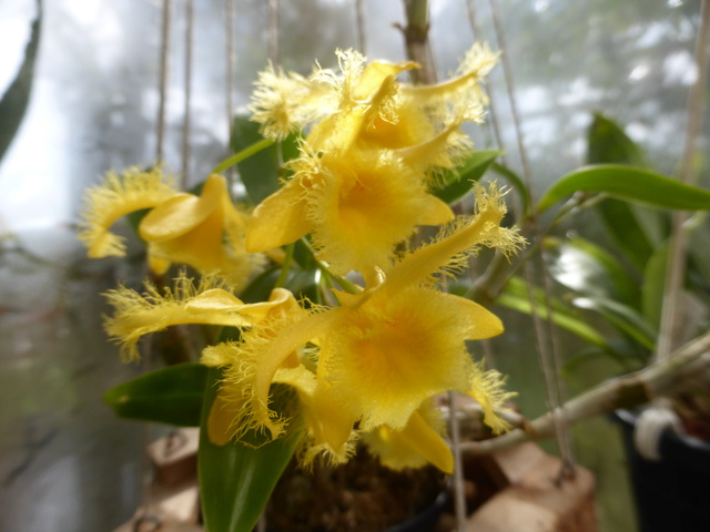 Dendrobium harveyanum  16-03-11