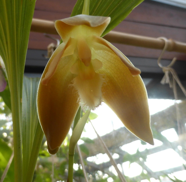 Sudamerlycaste peruviana  24-02-10