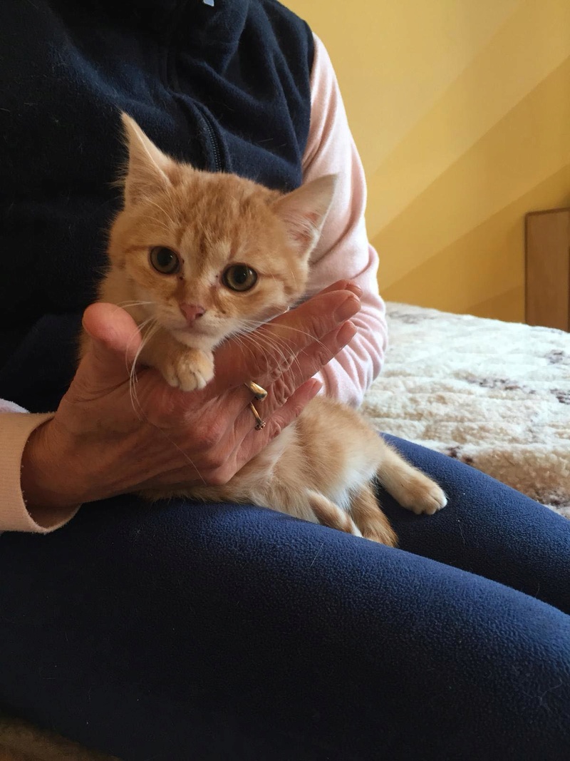 ROUKY , chaton , tigrée-Roux , F-X , née sept 2018 (ORASTIE) - mignon et timide-Réservé Allemagne 47298310