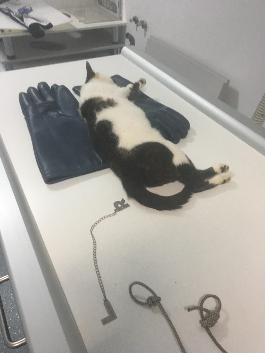 KITTY, Chatte, née 2017 (ORASTIE) Très gentille chatte blessée - en FALD chez TANIA (depart03) Receiv32