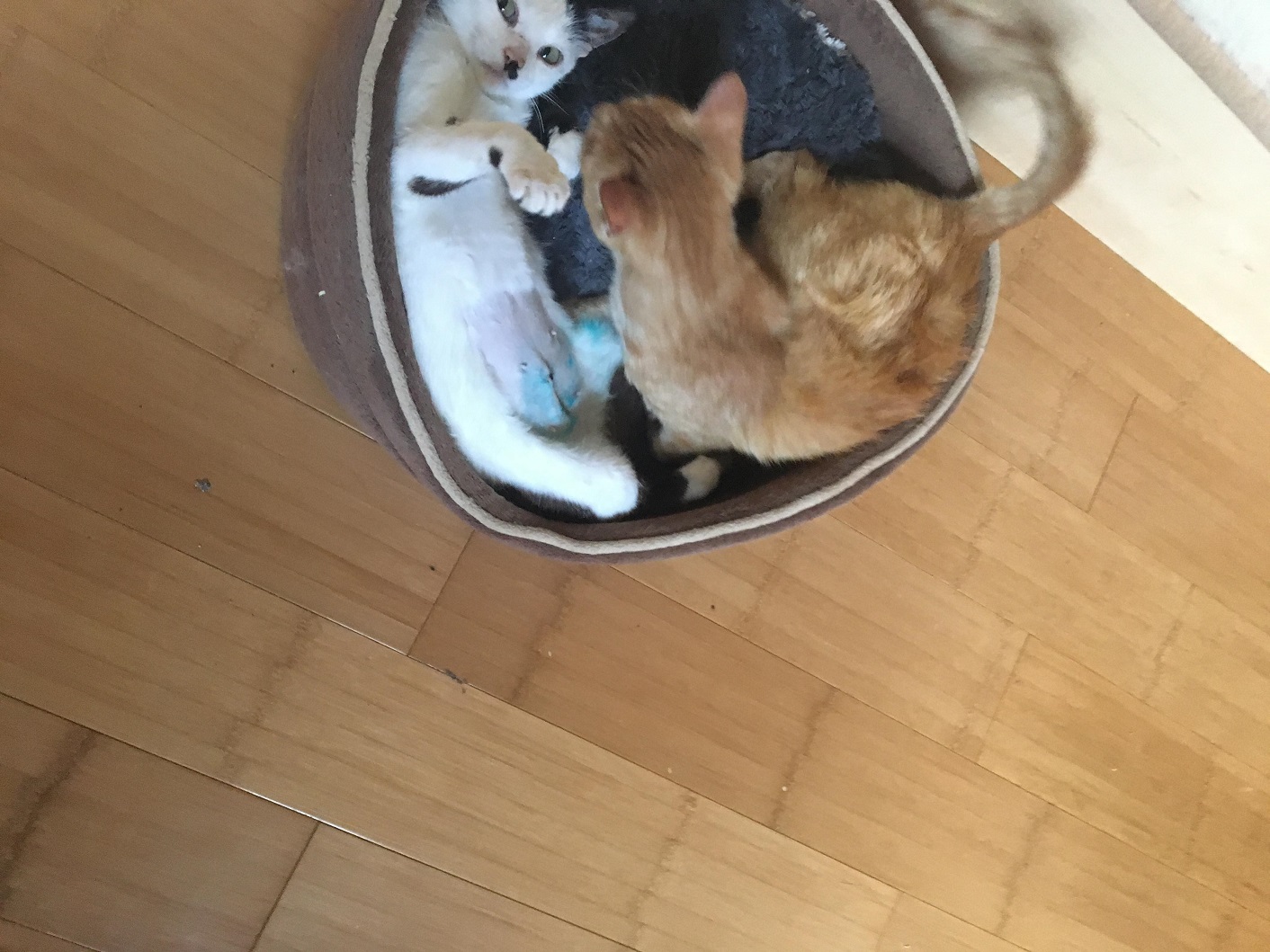 KITTY, Chatte, née 2017 (ORASTIE) Très gentille chatte blessée - en FALD chez TANIA (depart03) Receiv34