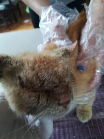Nikan Chat Roux M Ne 17 Orastie Un Tres Gentil Chat Borgne Demodecie Nikan Chat Roux M Ne 17 Orastie Un Tres Gentil Chat Borgne Demodecie
