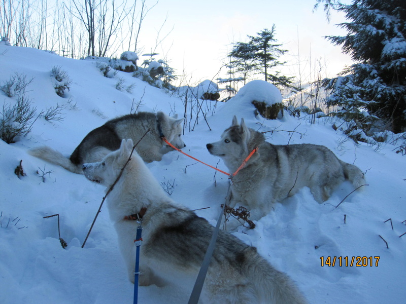 Saskia, Jiro, et leurs copains 614