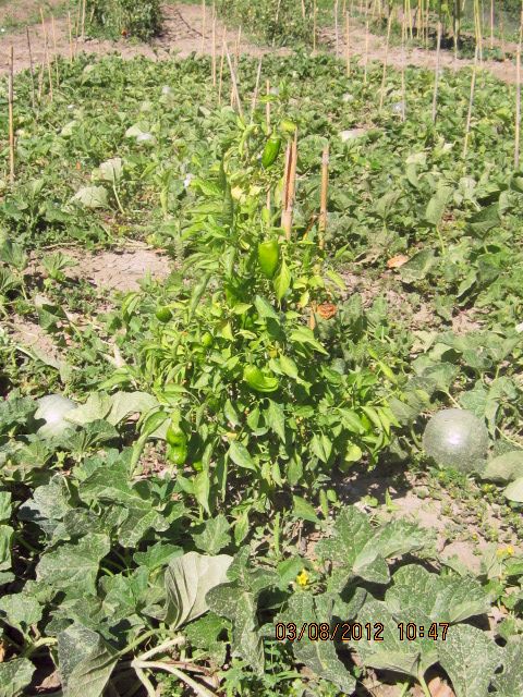 qui a des légumes perpétuels dans son jardin? - Page 2 Photo_11