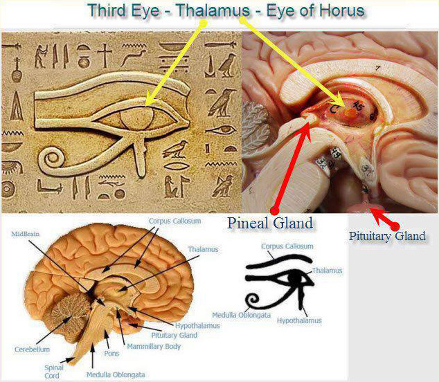 HORUS, EL DIOS HALCÓN Gaga_b10