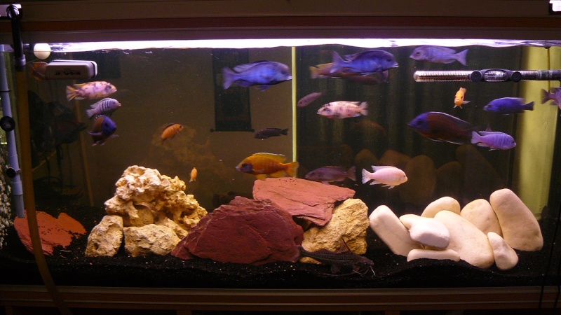 mon aquarium! P1030210