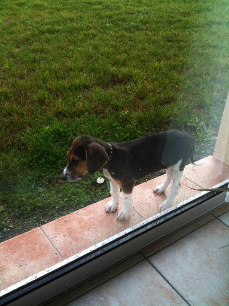 BOULE, croisé beagle mâle, 3 mois 1/2 (85) Boule110