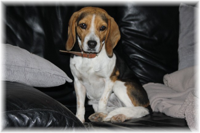 PEPETTE, beagle femelle, 2 ans (46) Img_7610