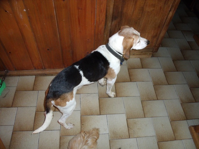 PATTO, croisé beagle mâle,  10 ans (25) Patto10