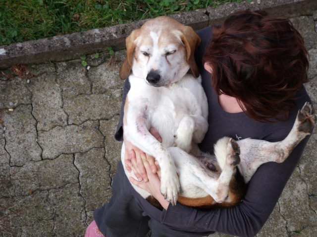 PATTO, croisé beagle mâle,  10 ans (25) Patto210