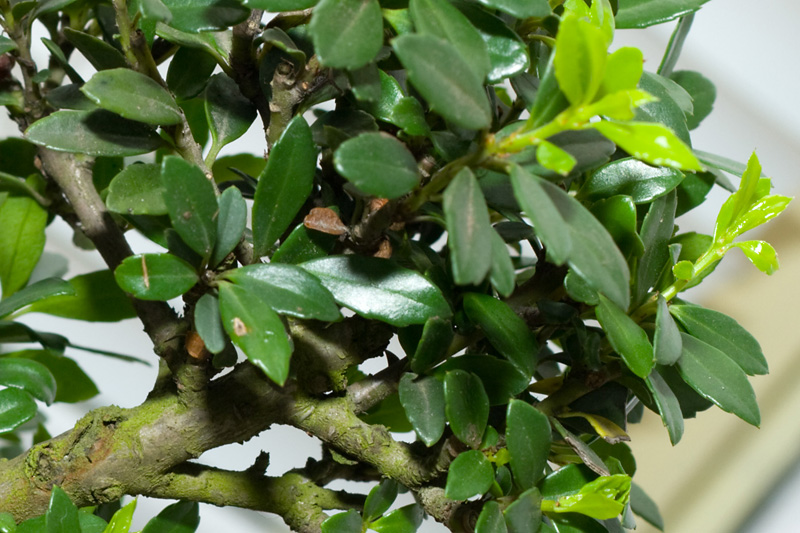 Can anyone identify my new bought bonsai? Img_9113