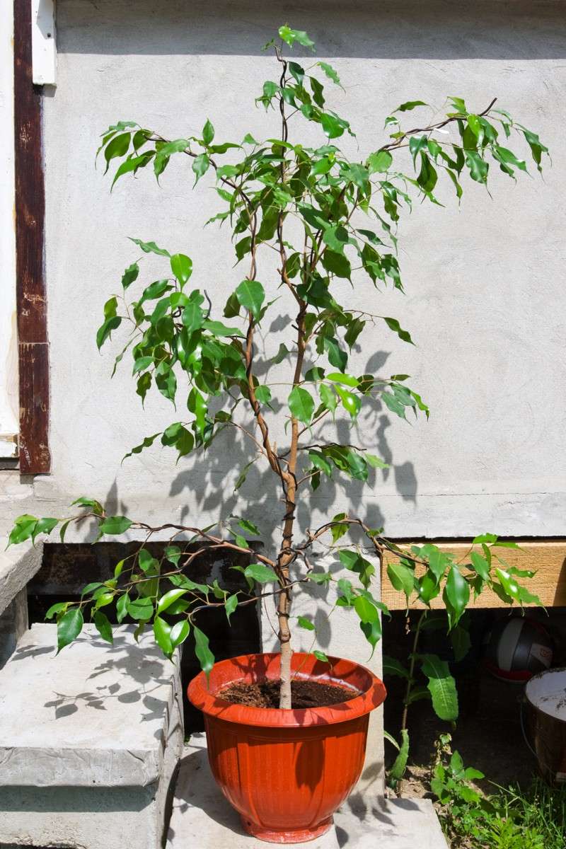 I want to make a bonsai from this Ficus Benjamina Img_9117