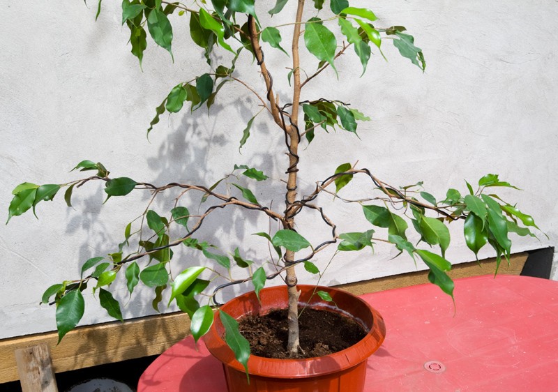 I want to make a bonsai from this Ficus Benjamina Img_9119