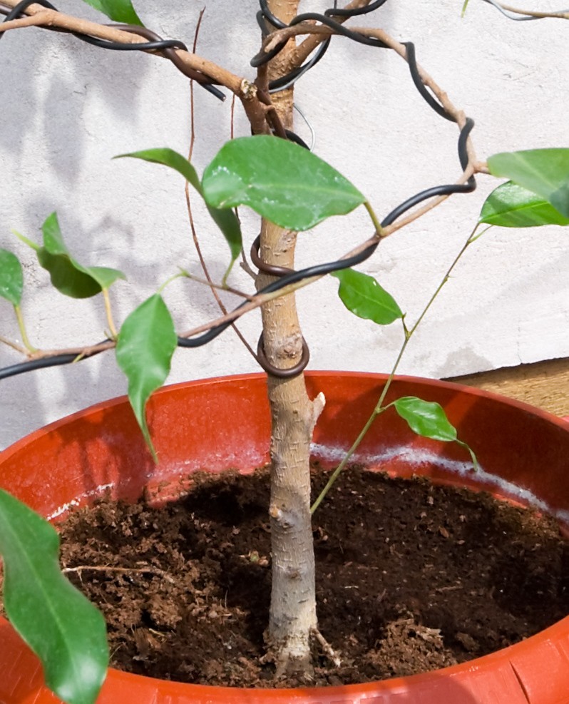 I want to make a bonsai from this Ficus Benjamina Img_9120