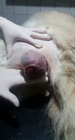 BALANUCH, mâle croisé berger sauvé de Pallady, né en 2009 parrainé par Nathalie G. -Gage Coeur  Myri_Bonnie-SC-R-SOS- Avril_10