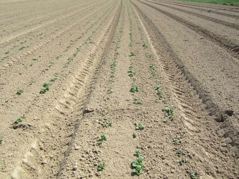 planter et butter séparement ou en un passage Buttag10