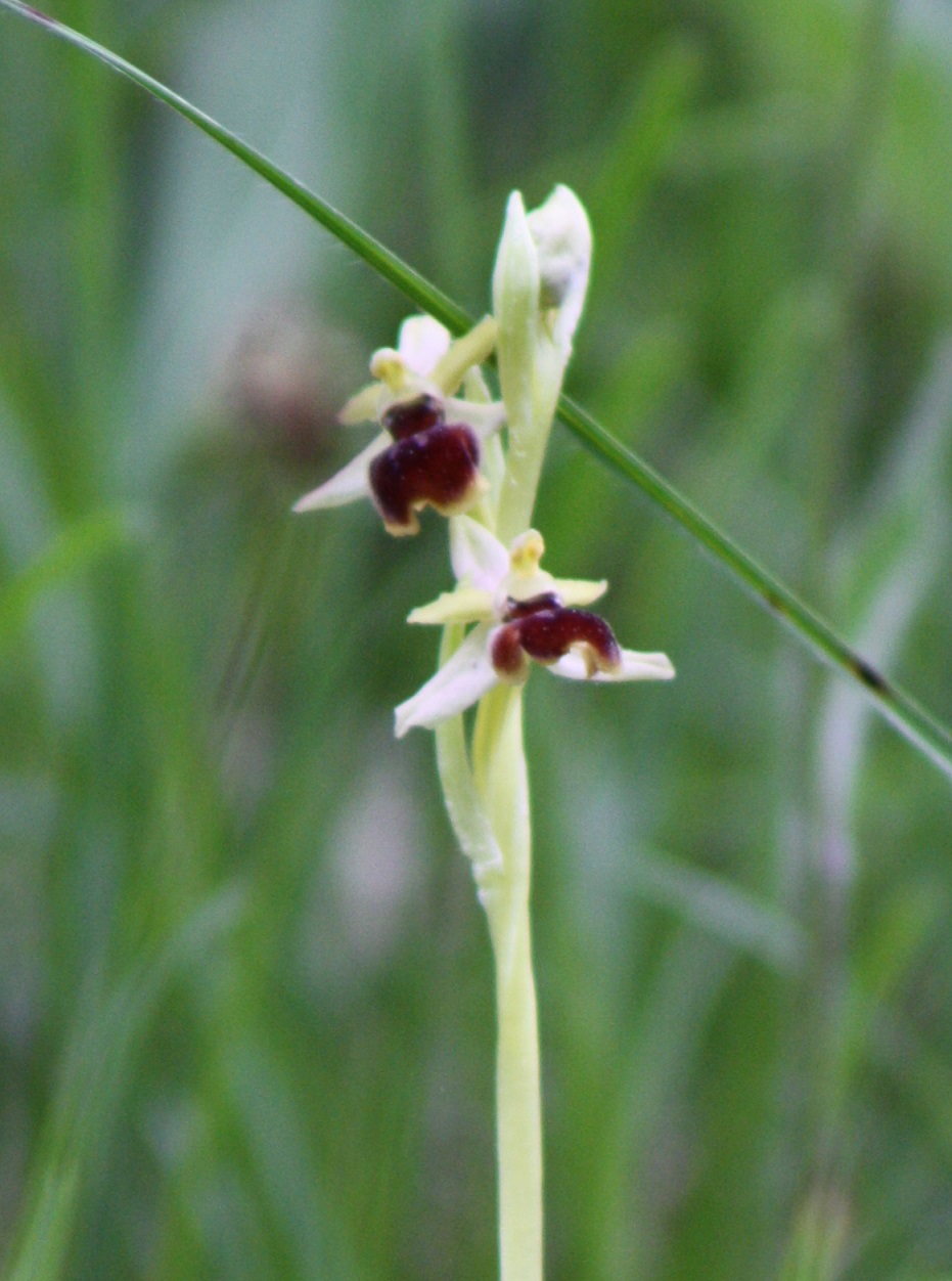 ophrys araneola partiellement albinos Ophrys17