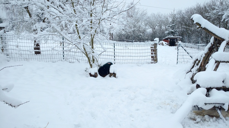 La neige dans l'Aisne 30 ans qu'on a pas vu ca lol Img_2013