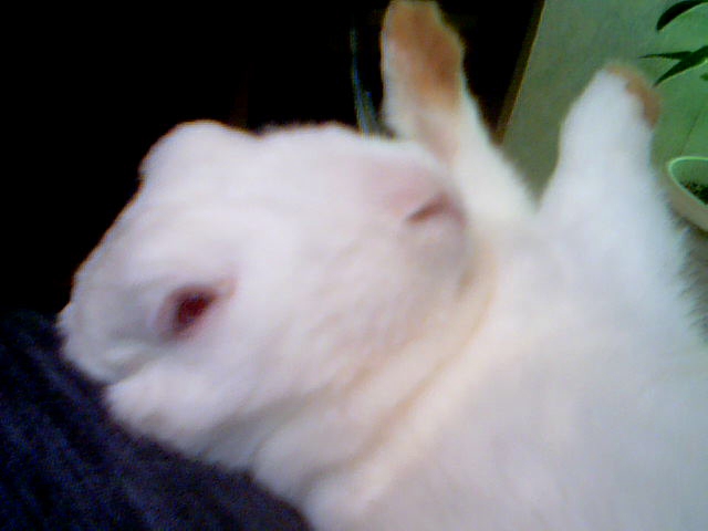 Ma lapine... sans oreilles ! 2010-111