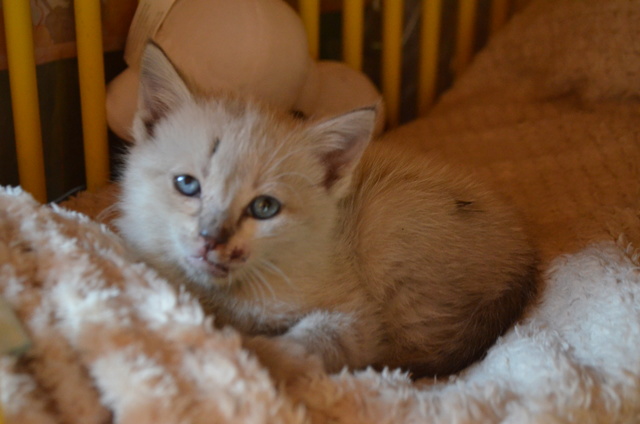 Vermiceau, chaton de 1 mois et demi, siamoisé gris, Réservé  Dsc_0632