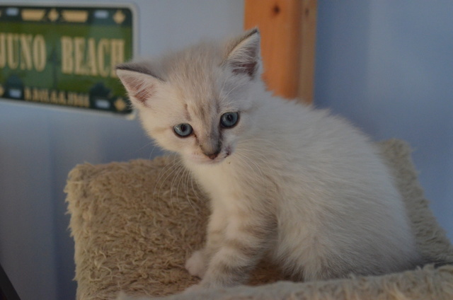 Vermiceau, chaton de 1 mois et demi, siamoisé gris, Réservé  Dsc_0738
