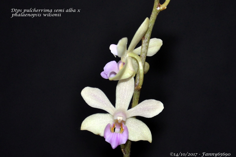 Dtps pulcherrima semi alba x phalaenopsis wilsonii Csc_0011