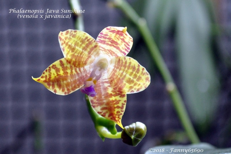Phalaenopsis Java Sunshine Csc_0016
