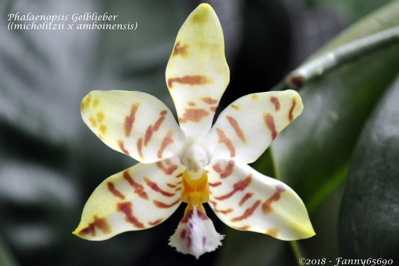 Phalaenopsis Gelblieber Csc_0017
