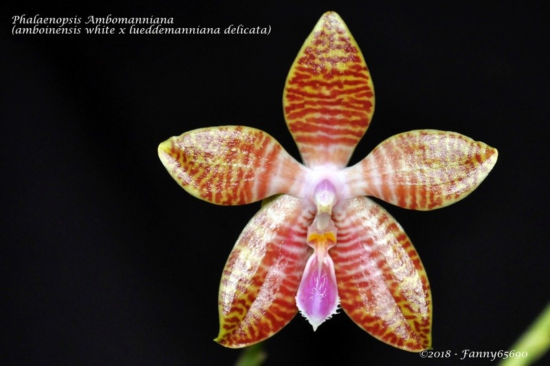 Phalaenopsis Ambomanniana Csc_0018