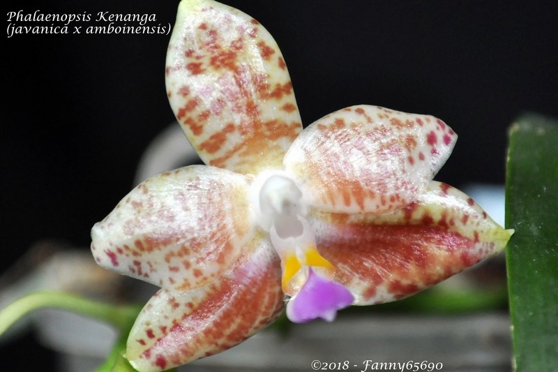 Phalaenopsis Kenanga Csc_0030
