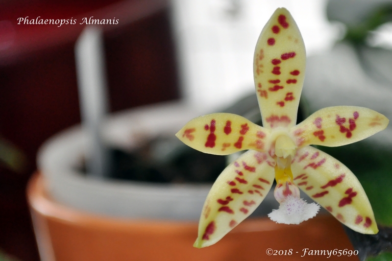 Phalaenopsis Almanis Csc_0032
