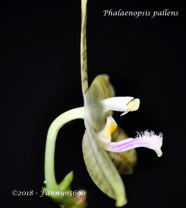 Phalaenopsis pallens Csc_0111