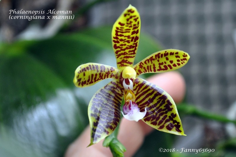 Phalaenopsis Alcoman Csc_0115