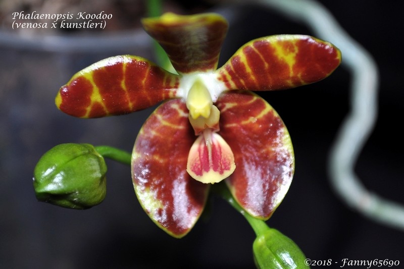 Phalaenopsis Koodoo Csc_0117