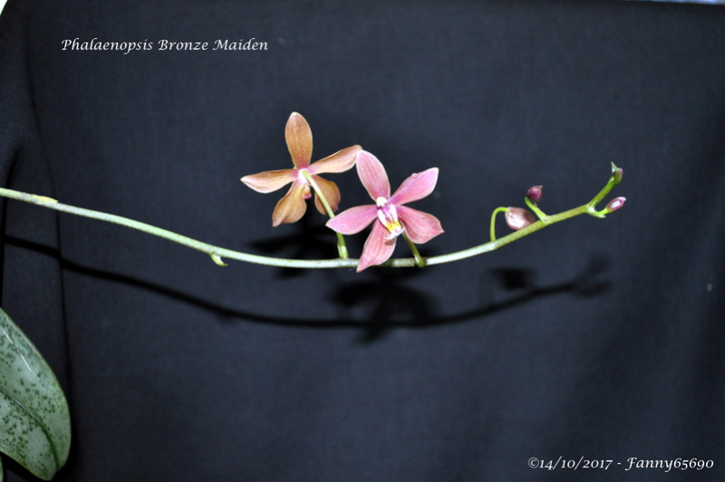 Phalaenopsis Bronze Maiden Dsc_0014