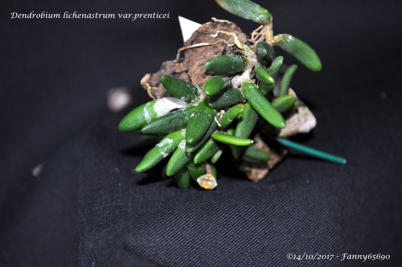Dendrobium lichenastrum var.prenticei Dsc_0016