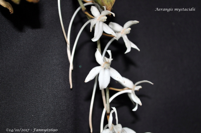 Aerangis mystacidii Dsc_0017