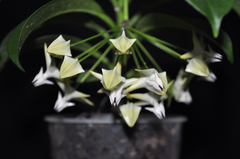 Hoya multiflora Dsc_0020