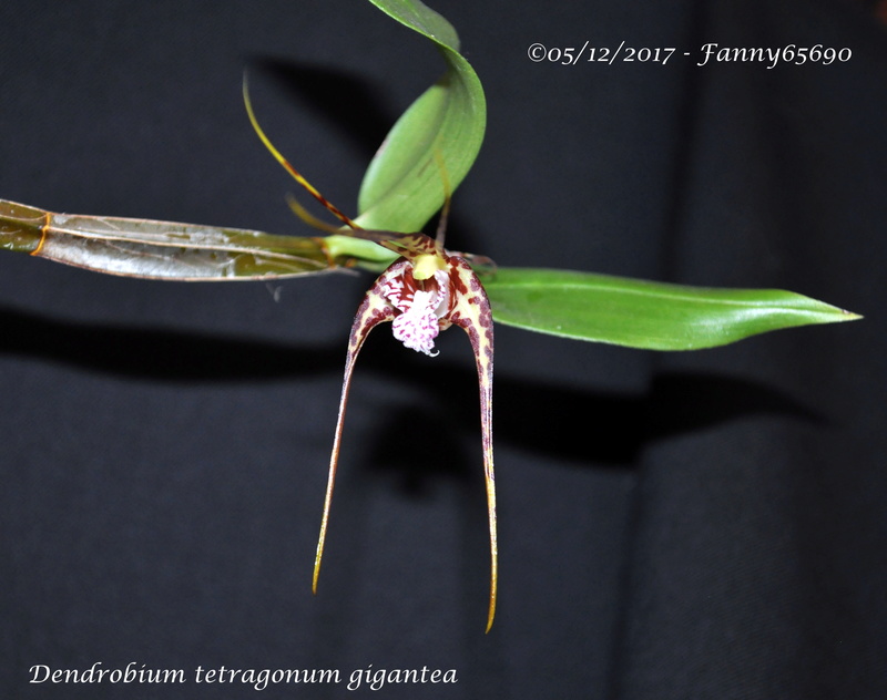 Dendrobium tetragonum gigantea Dsc_0034