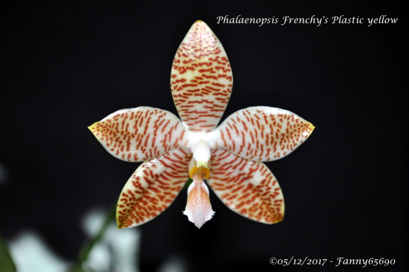 Phalaenopsis Frenchy's Plastic yellow Dsc_0035