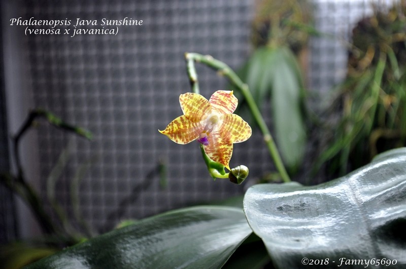 Phalaenopsis Java Sunshine Dsc_0048