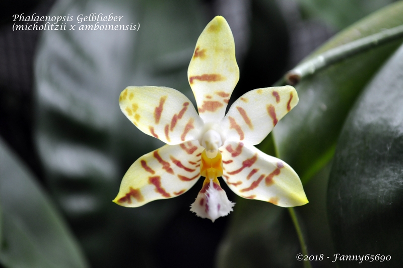 Phalaenopsis Gelblieber Dsc_0049